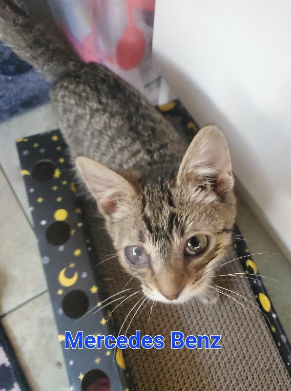Enlarge Mercedes-Benz, a Adoptable Domestic Short Hair in Cincinnati, OH image 5/6