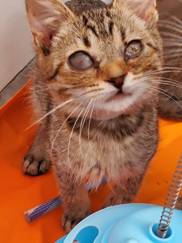 Enlarge Mercedes-Benz, a Adoptable Domestic Short Hair in Cincinnati, OH image 6/6