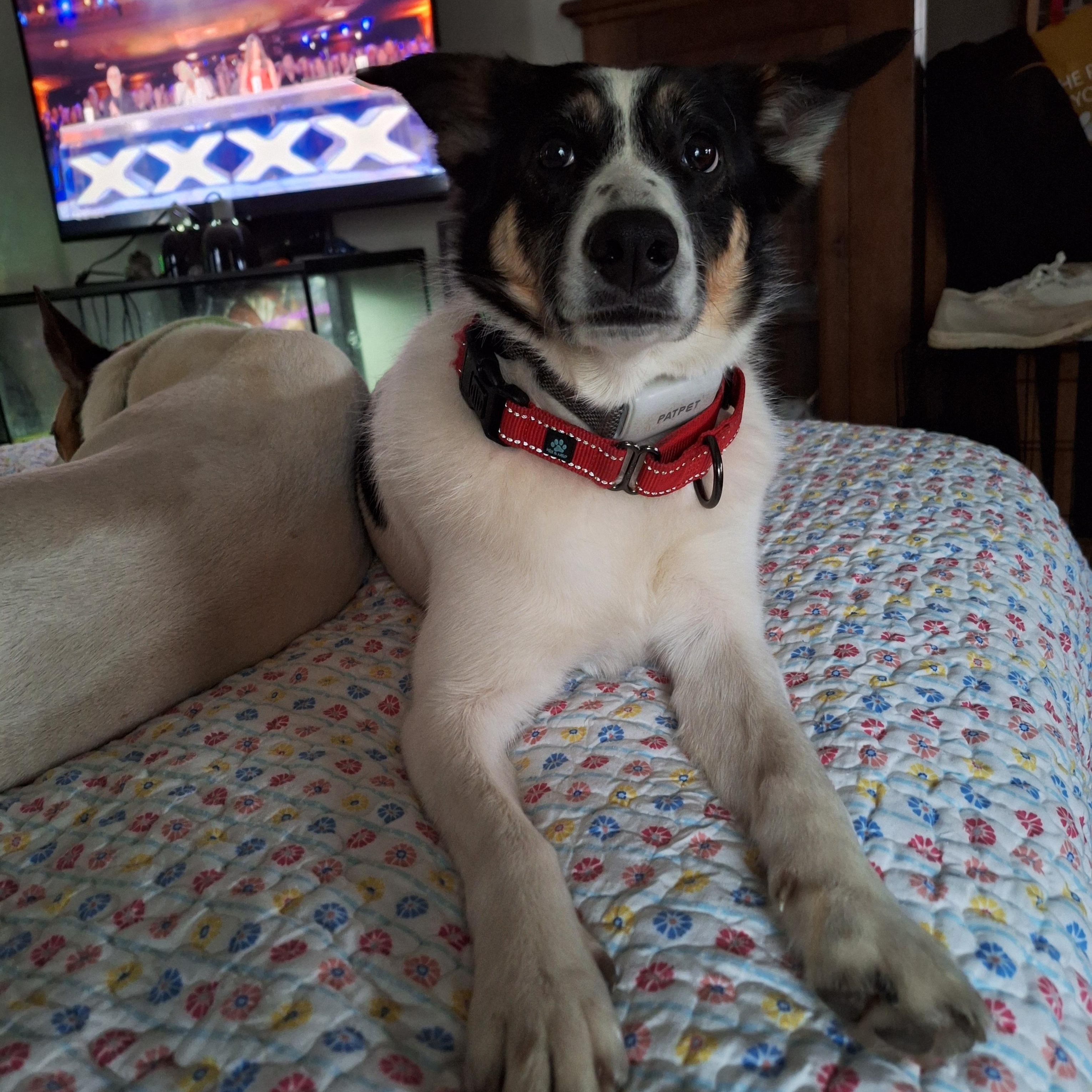 Enlarge Baby, a Adoptable Border Collie in Hagaman, NY image 4/5