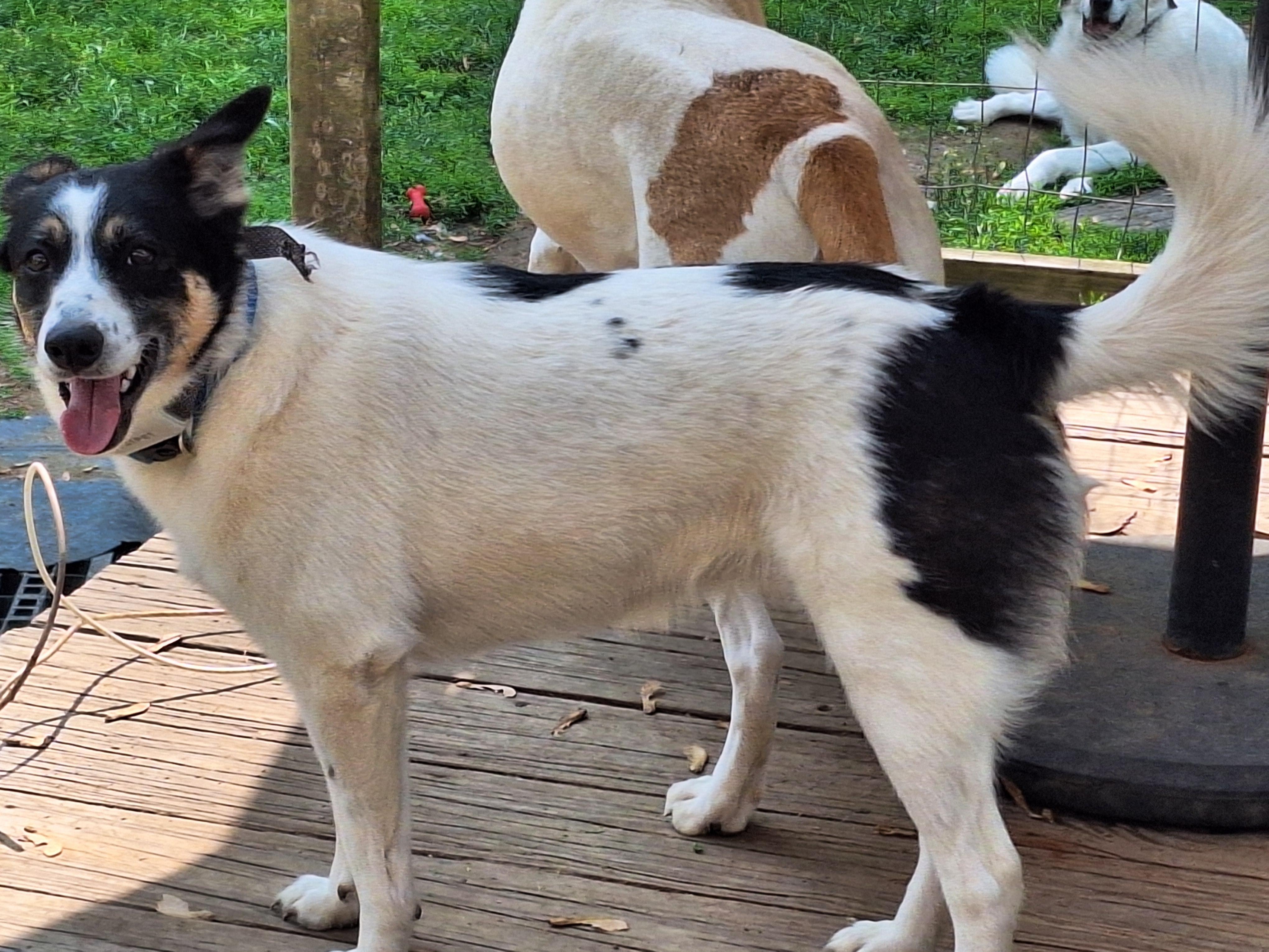 Enlarge Baby, a Adoptable Border Collie in Hagaman, NY image 5/5