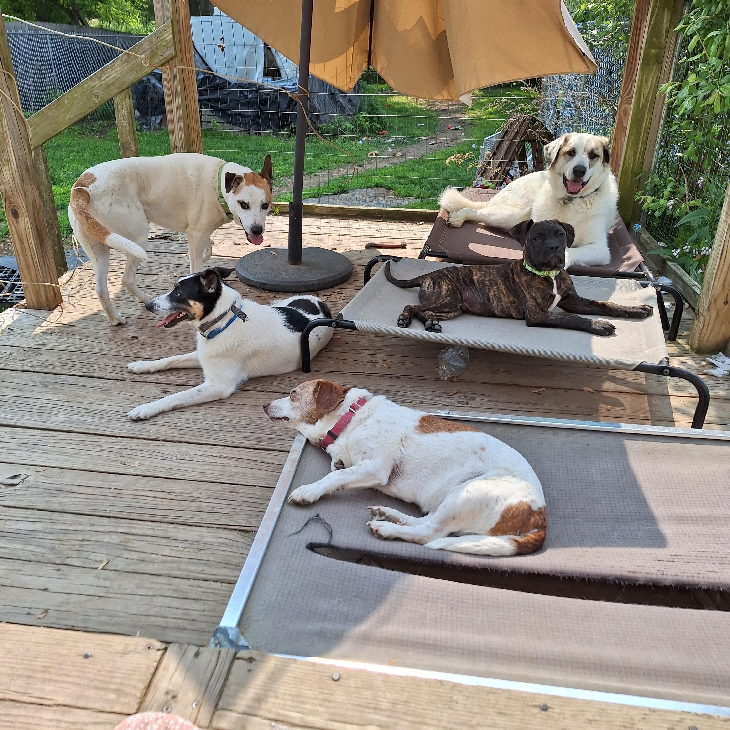 Enlarge Baby, a Adoptable Border Collie in Hagaman, NY image 2/5