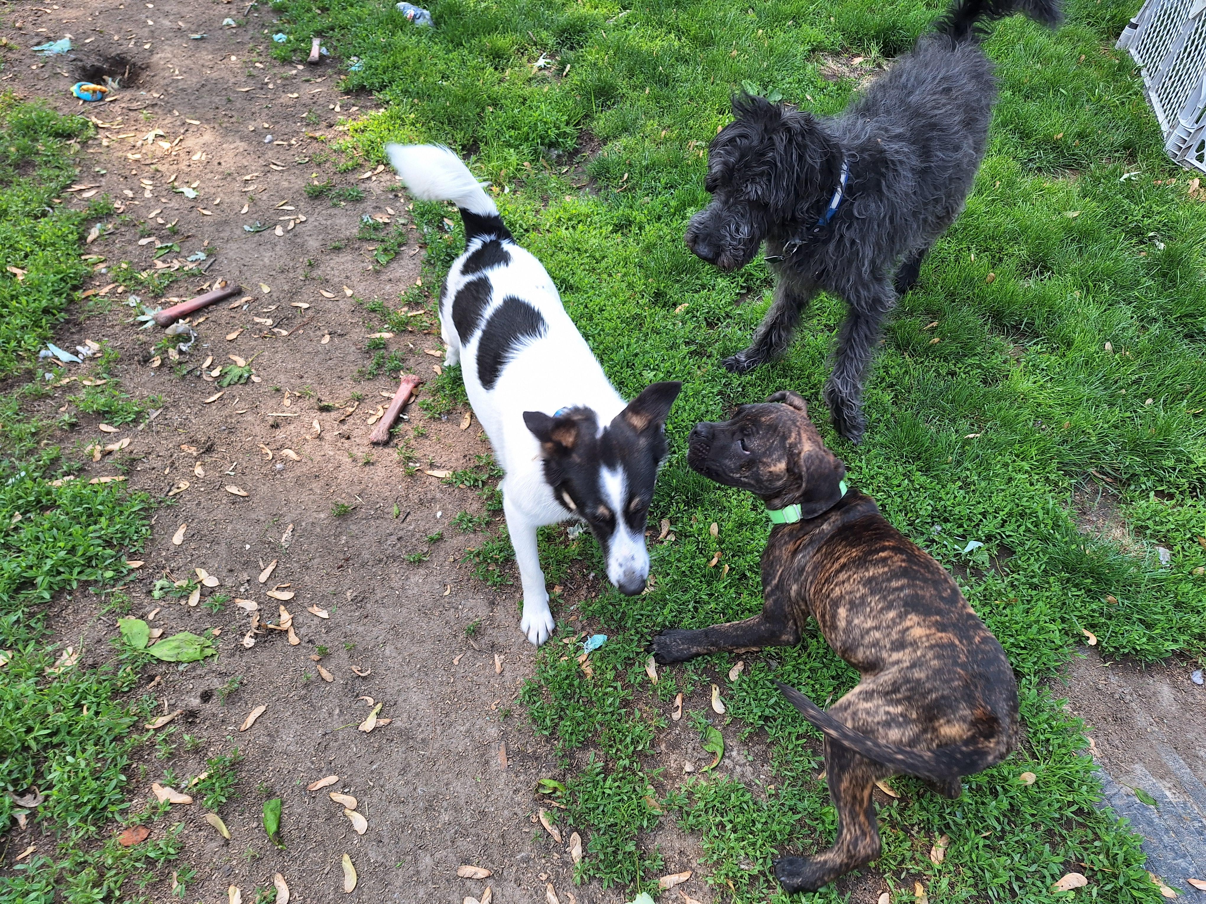 Enlarge Baby, a Adoptable Border Collie in Hagaman, NY image 3/5