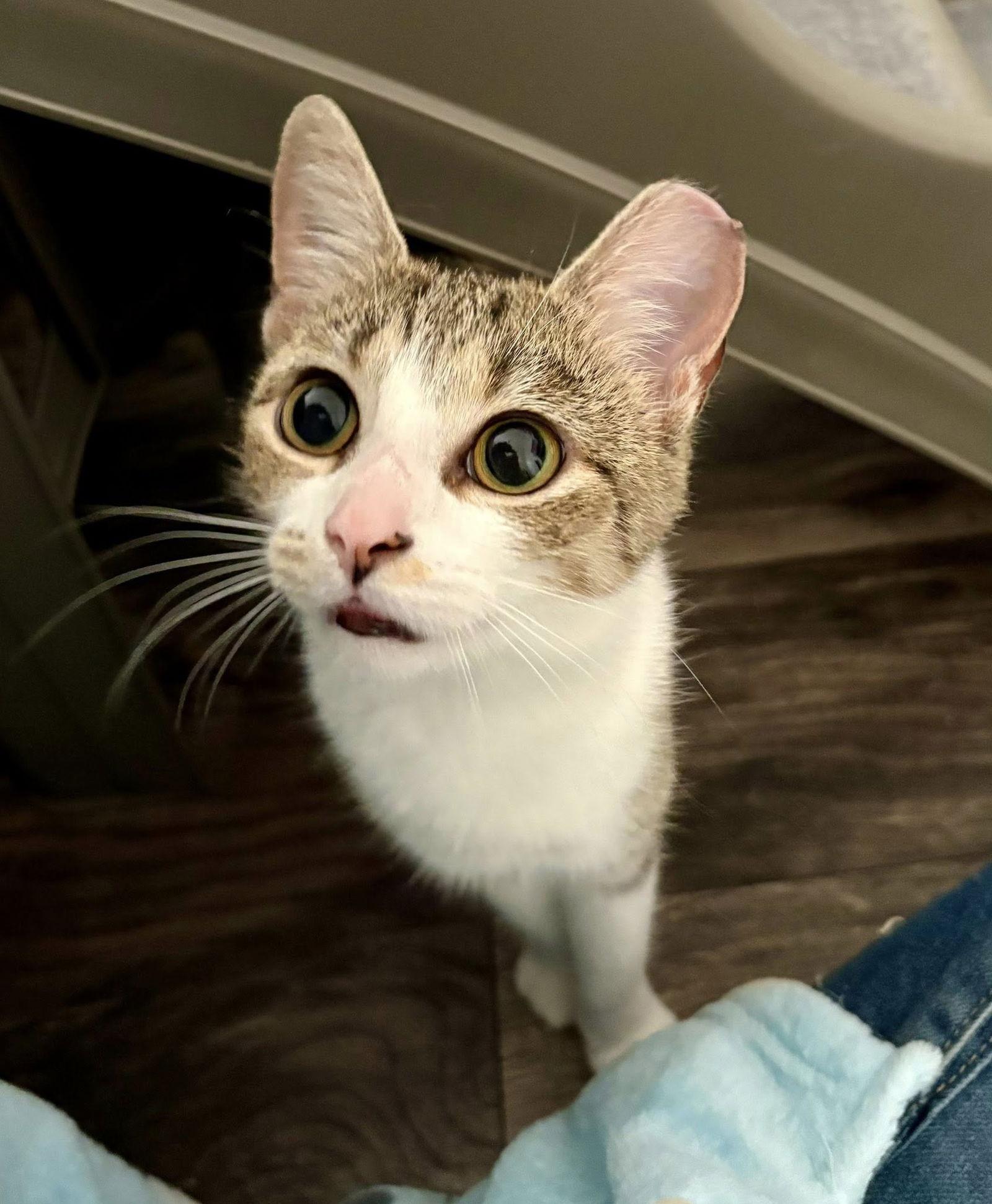 Luise, Adoptable, Young Female Domestic Short Hair.