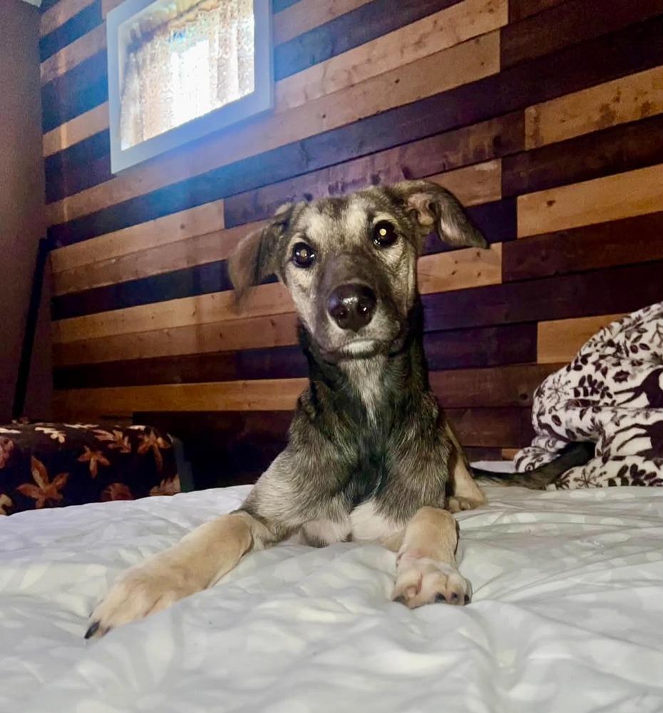 Enlarge Poor Babies : Tammy, a Adoptable mixed breed in Aurora, IN image 1/5