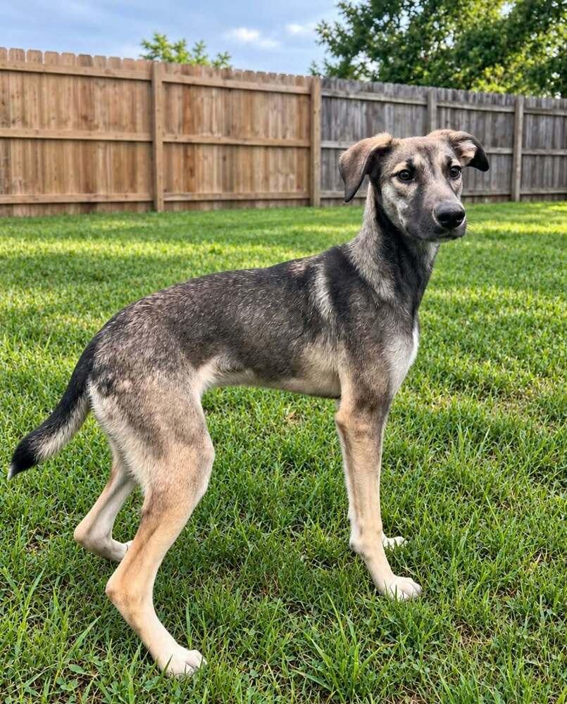 Enlarge Poor Babies : Tammy, a Adoptable mixed breed in Aurora, IN image 2/5