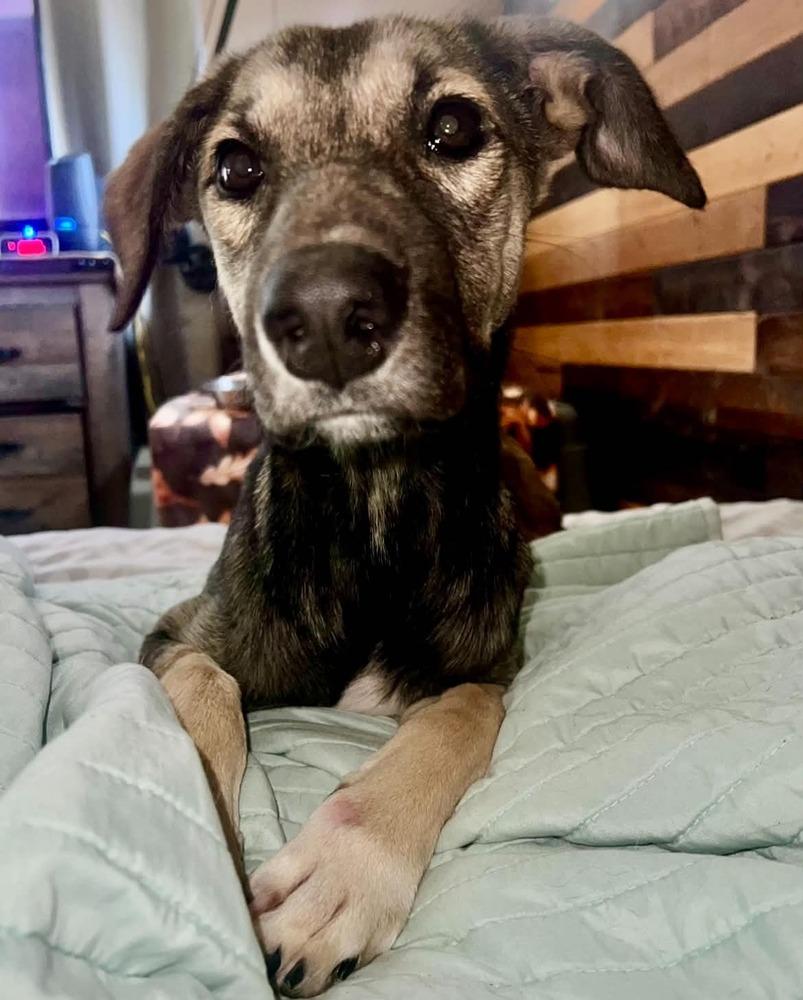 Enlarge Poor Babies : Tammy, a Adoptable mixed breed in Aurora, IN image 3/5