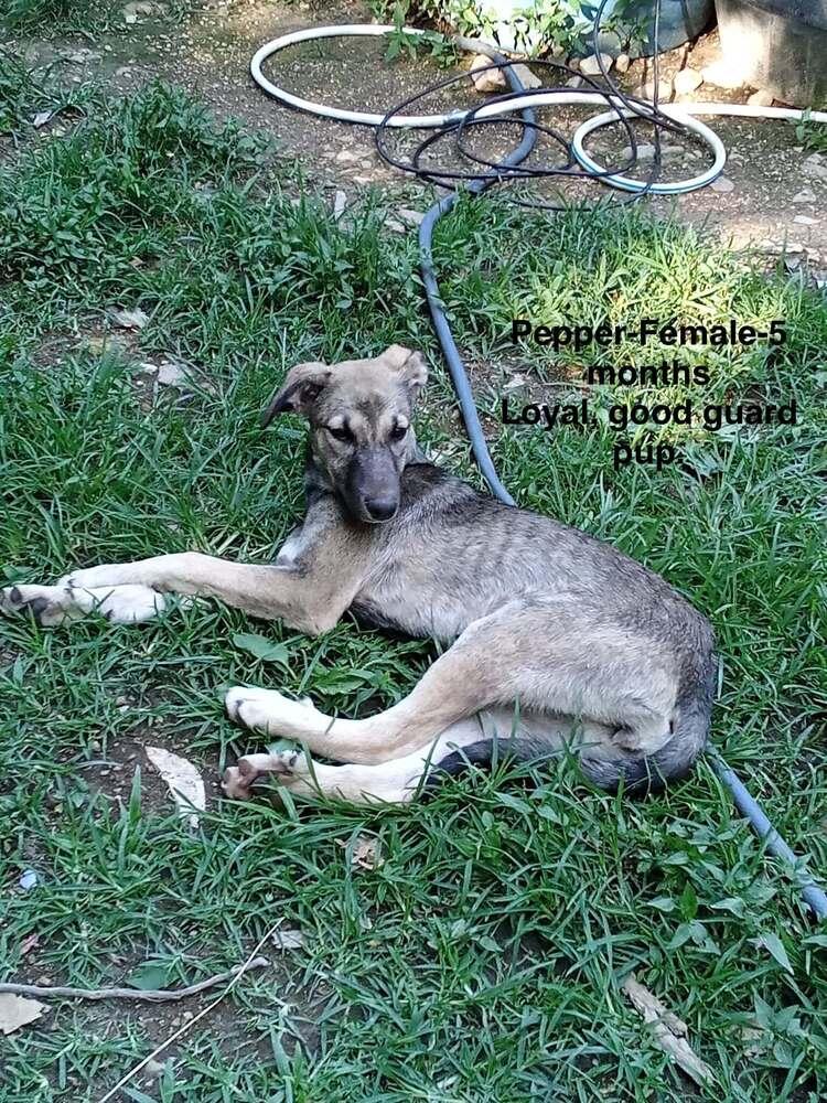 Enlarge Poor Babies : Tammy, a Adoptable mixed breed in Aurora, IN image 4/5