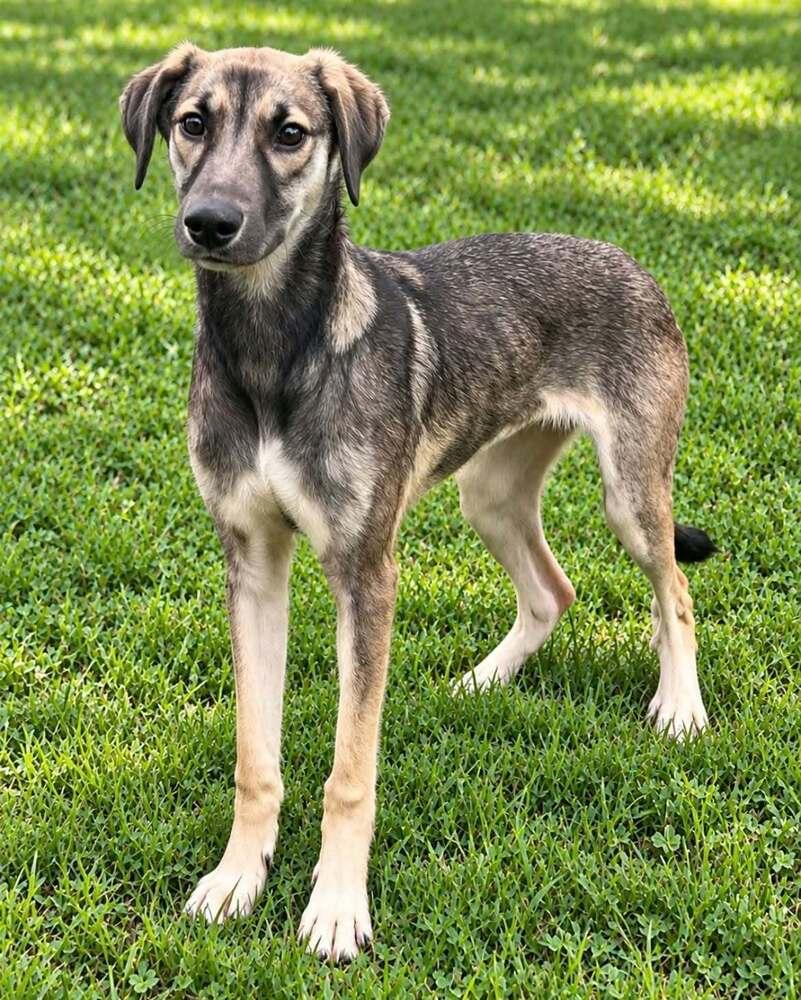 Enlarge Poor Babies : Tammy, a Adoptable mixed breed in Aurora, IN image 5/5
