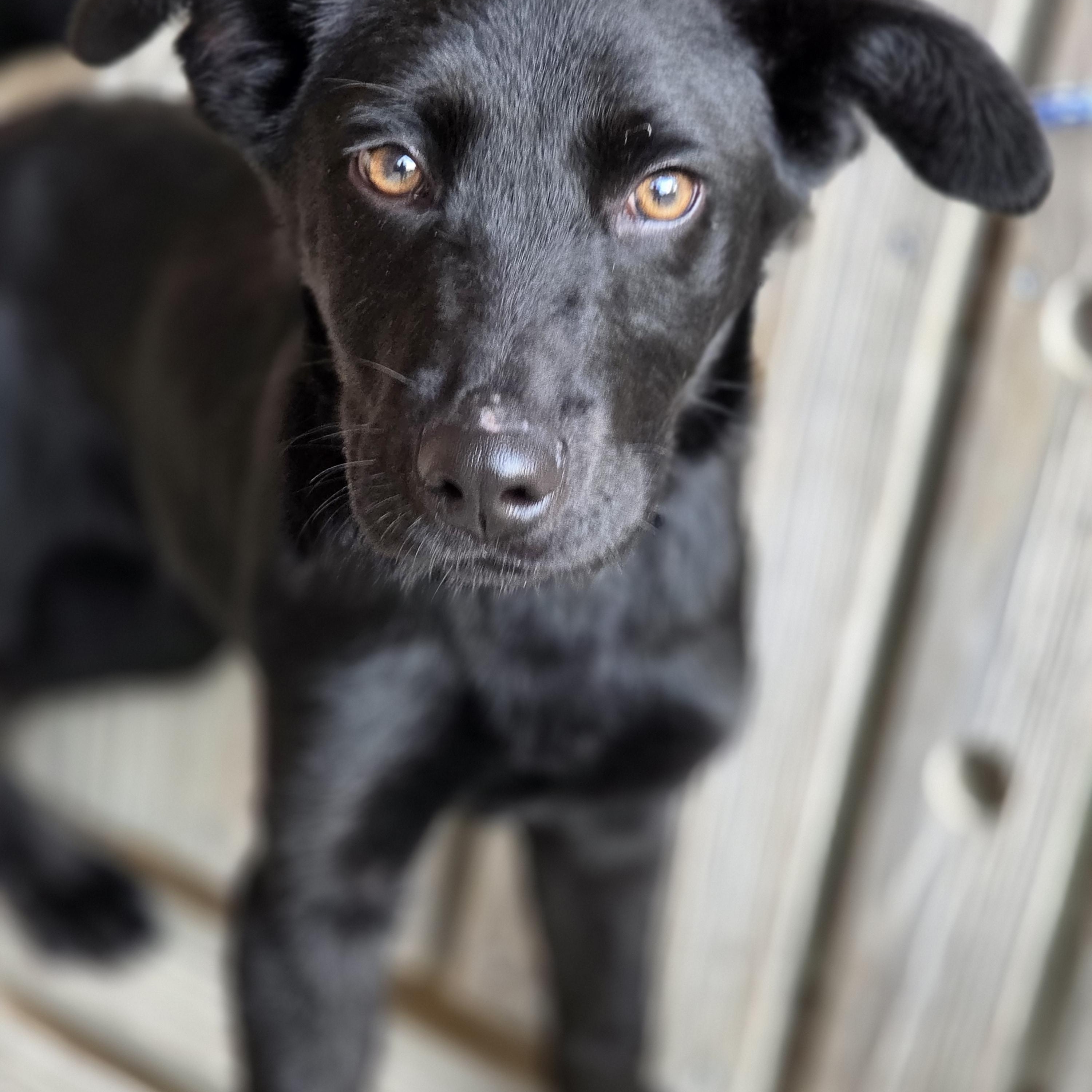 Maverick, ADOPTABLE, Young Male Labrador Retriever.