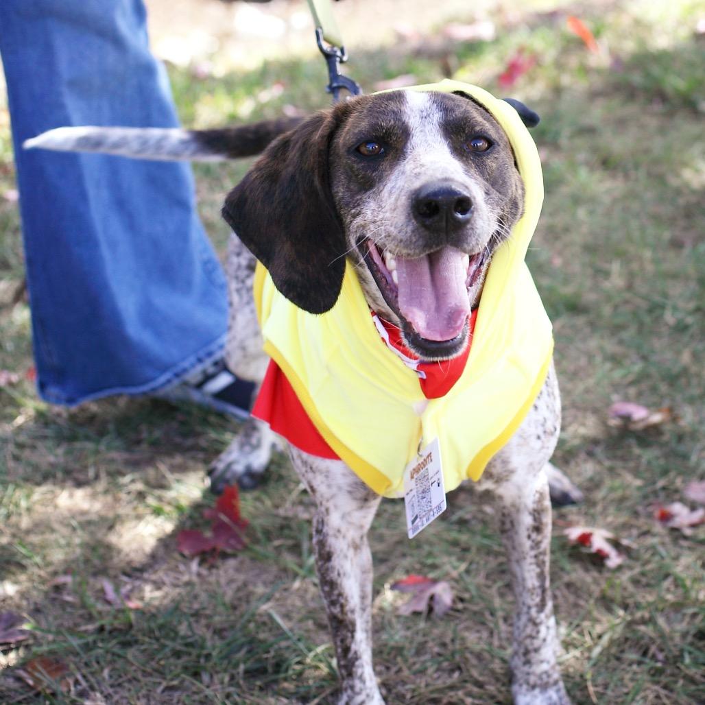 Enlarge Aphrodite, a Adoptable mixed breed in Fairfax, VA image 1/6