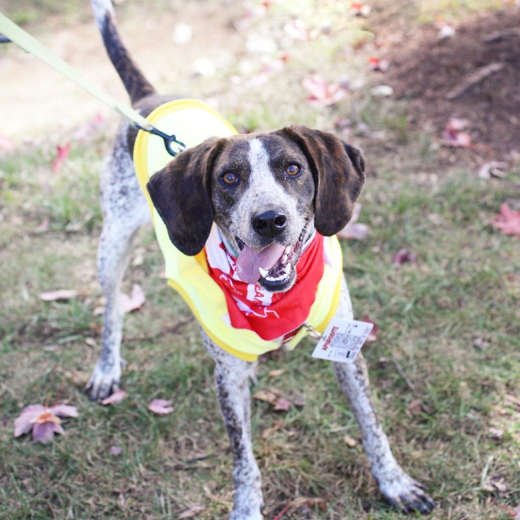 Enlarge Aphrodite, a Adoptable mixed breed in Fairfax, VA image 2/6