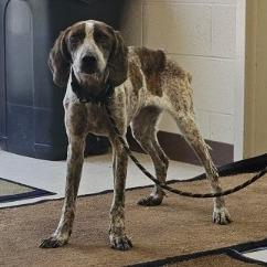 Enlarge Aphrodite, a Adoptable mixed breed in Fairfax, VA image 3/6