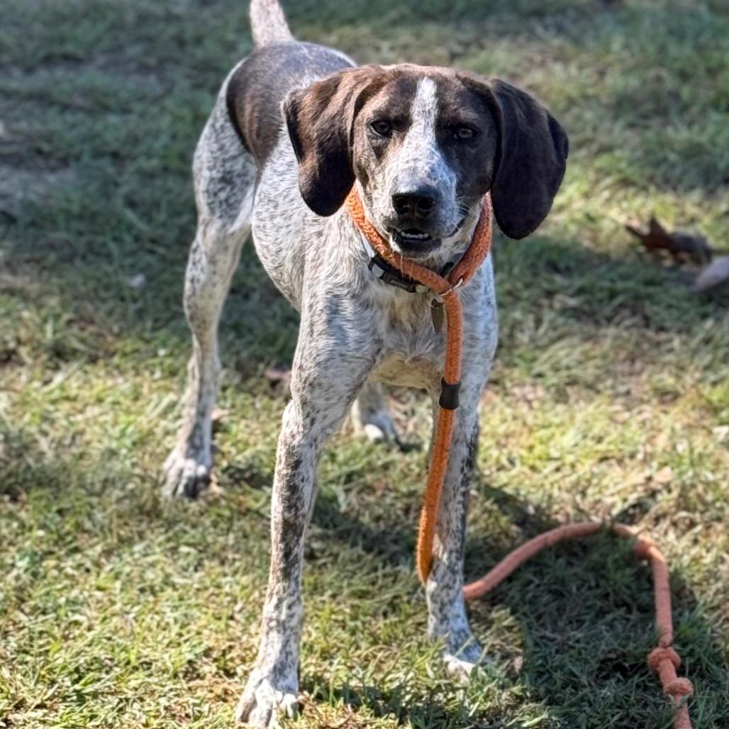 Enlarge Aphrodite, a Adoptable mixed breed in Fairfax, VA image 4/6