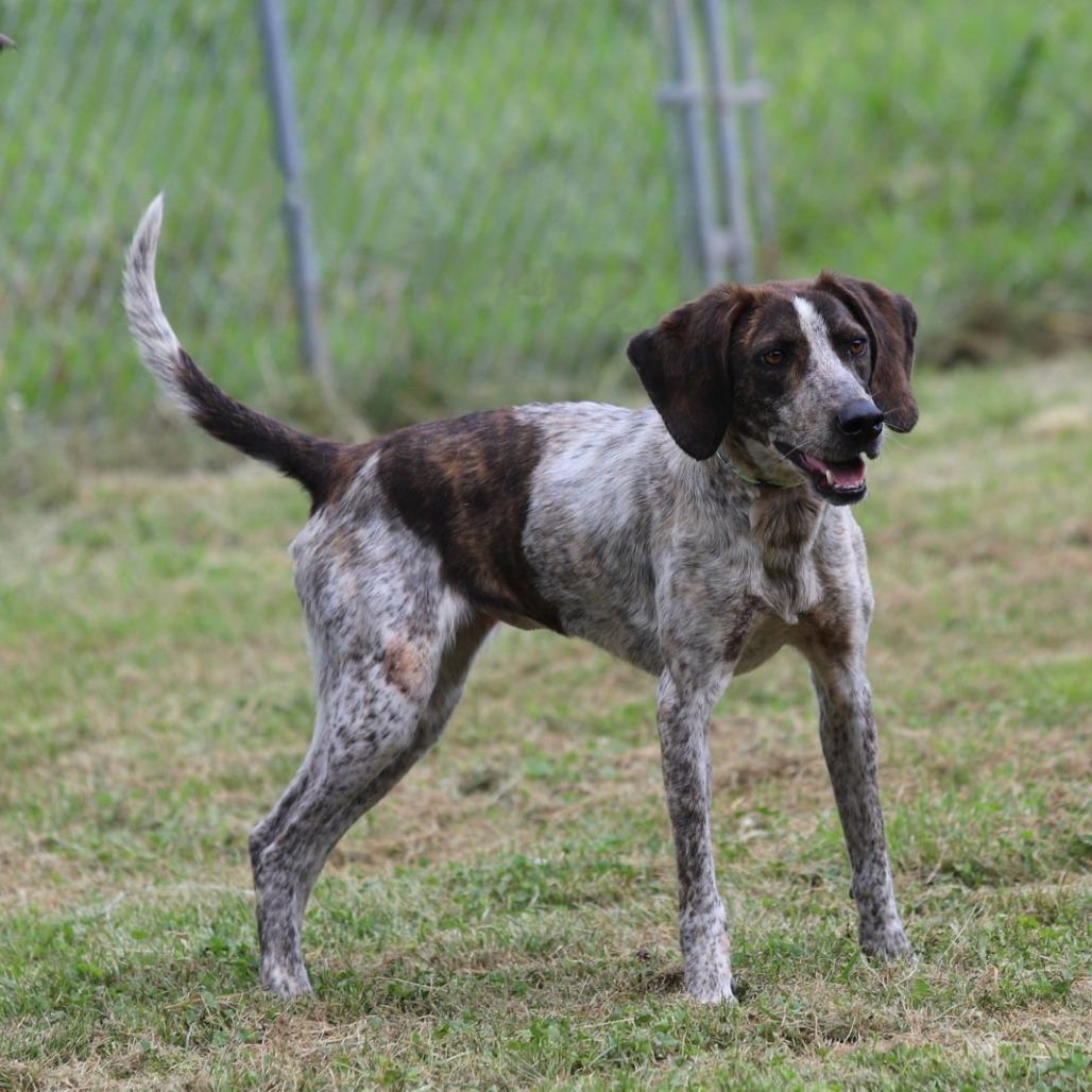 Enlarge Aphrodite, a Adoptable mixed breed in Fairfax, VA image 6/6