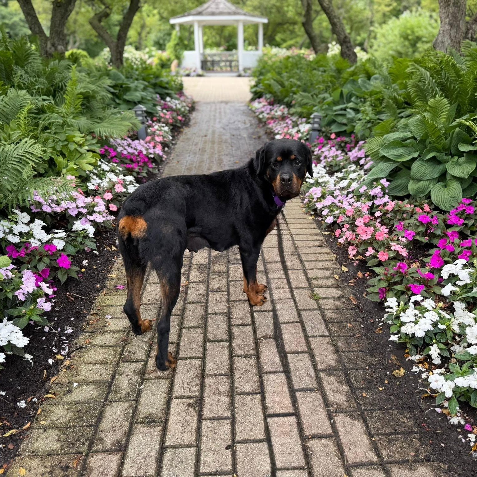 Peach, a ADOPTABLE Rottweiler in Valparaiso, IN image 3/3