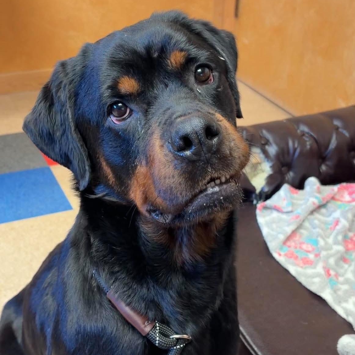Peach, ADOPTABLE, Young Female Rottweiler.