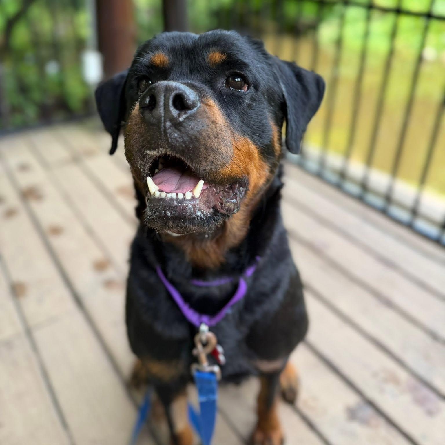 Peach, ADOPTABLE, Young Female Rottweiler.