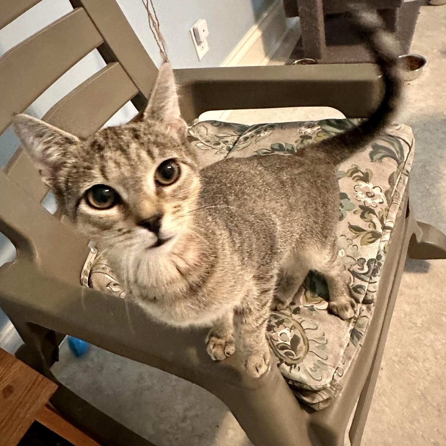 Enlarge Howie (female), a Adoptable Domestic Short Hair in Cincinnati , OH image 2/6