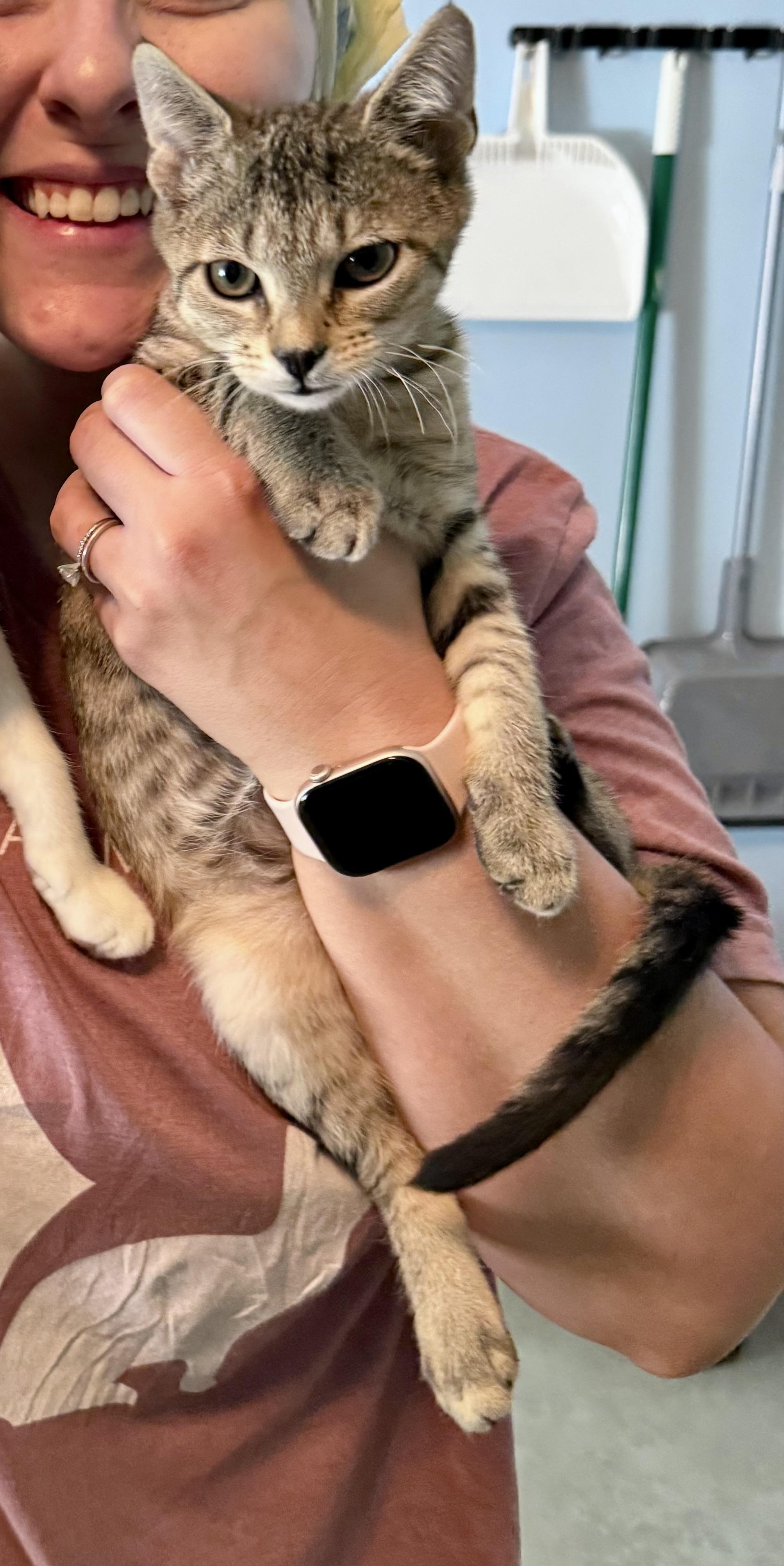 Enlarge Howie (female), a Adoptable Domestic Short Hair in Cincinnati , OH image 4/6
