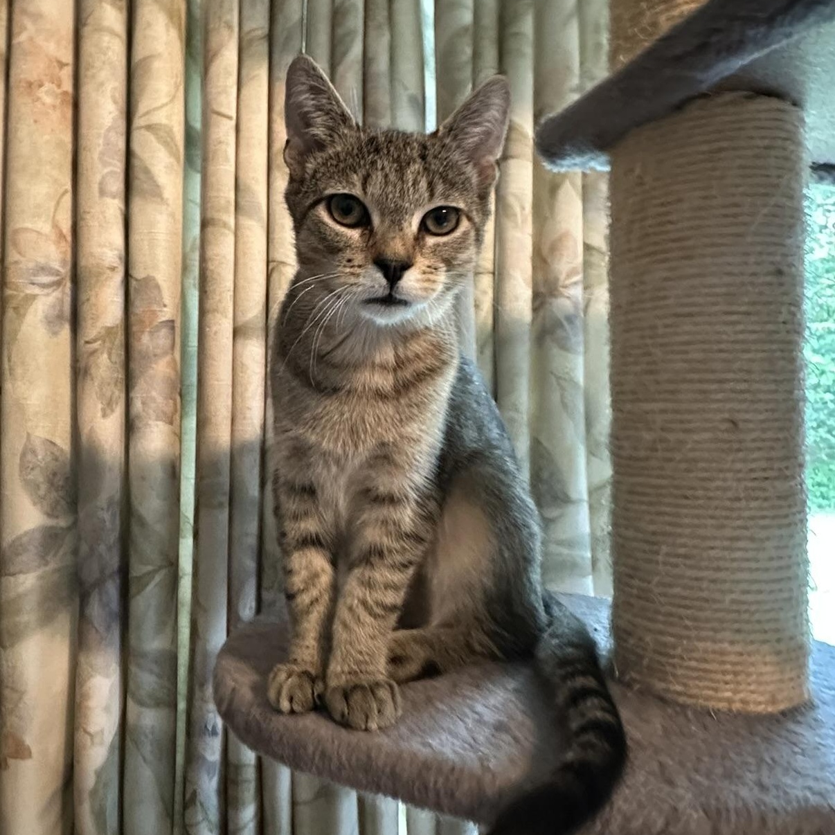 Enlarge Howie (female), a Adoptable Domestic Short Hair in Cincinnati , OH image 1/6
