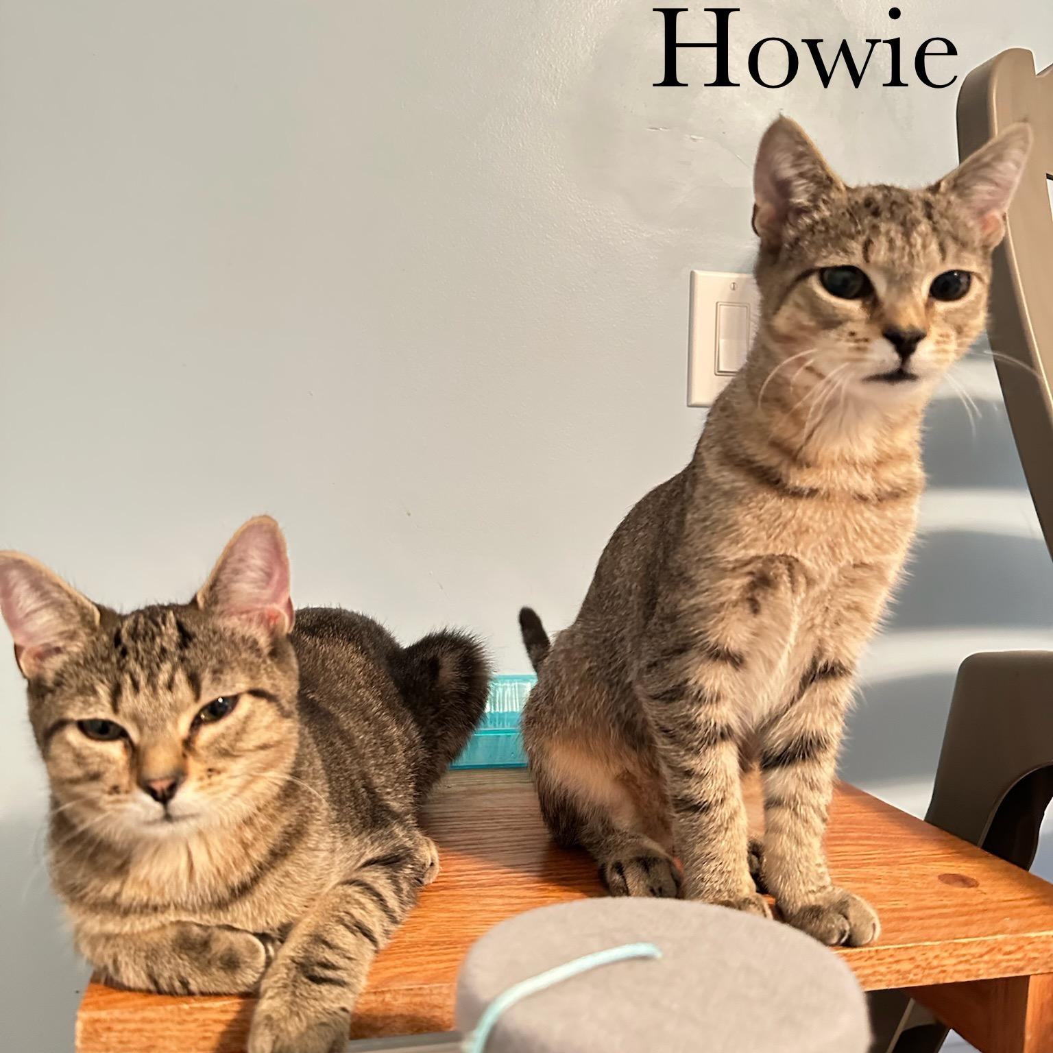 Enlarge Howie (female), a Adoptable Domestic Short Hair in Cincinnati , OH image 3/6