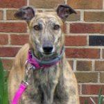 AMF CRYING GAL, Adoptable, Adult Female Greyhound.