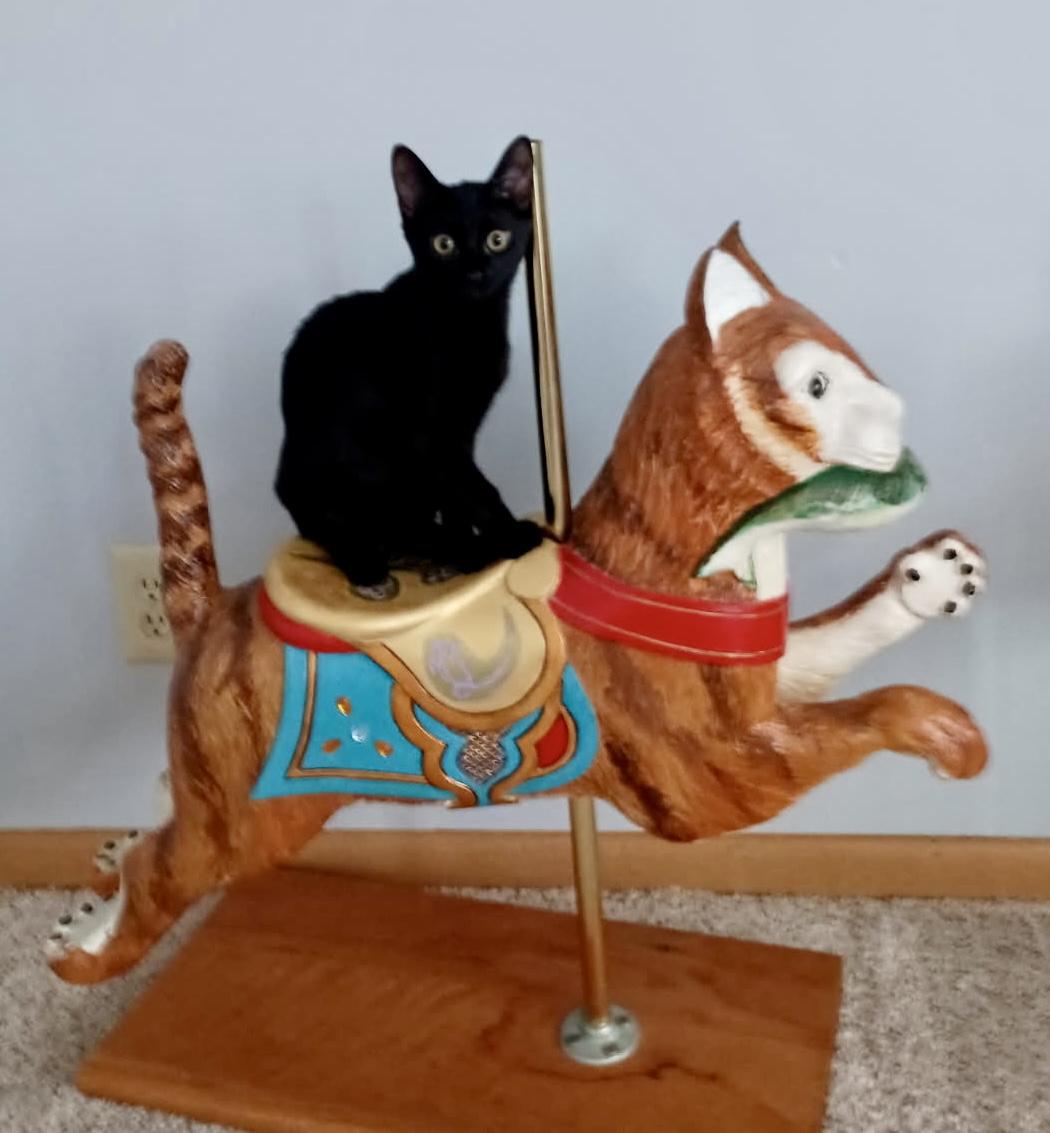 Rye, a Adoptable Domestic Short Hair in Pickerington, OH image 1/3