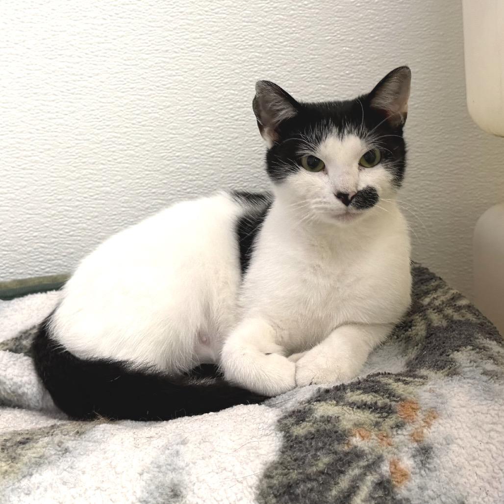 Myrtle, Adoptable, Young Female Domestic Short Hair.