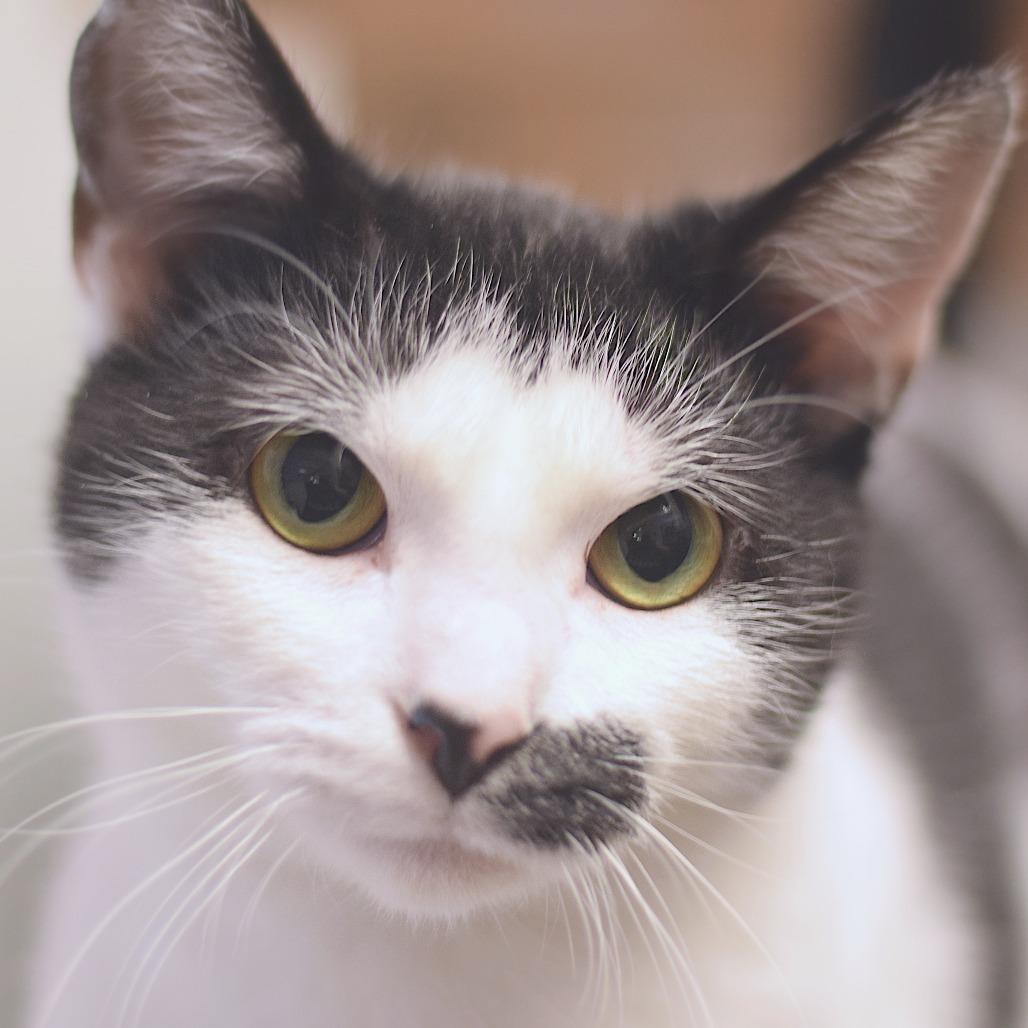 Enlarge Myrtle, a Adoptable Domestic Short Hair in Belleville, IL image 2/6