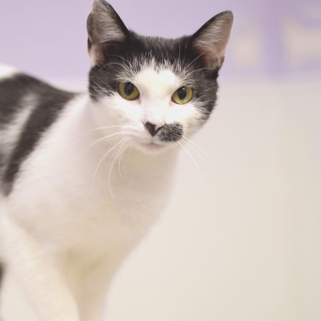 Enlarge Myrtle, a Adoptable Domestic Short Hair in Belleville, IL image 3/6