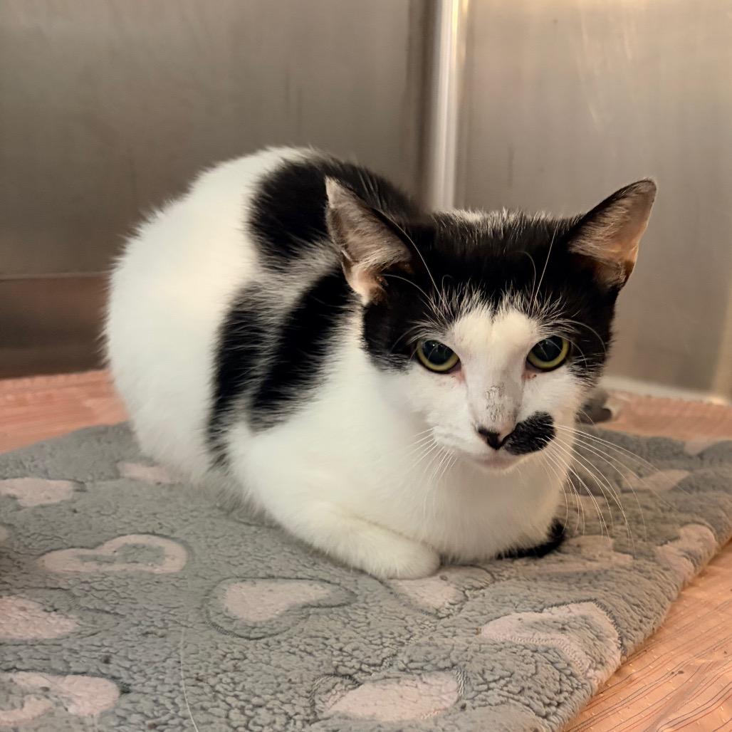 Myrtle - Belleville PetSmart, a Adoptable Domestic Short Hair in Belleville, IL image 1/2