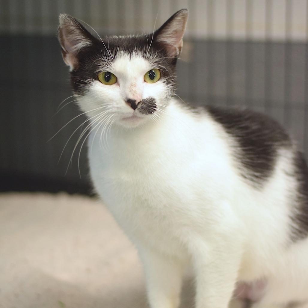Myrtle - Belleville PetSmart, a Adoptable Domestic Short Hair in Belleville, IL image 2/2