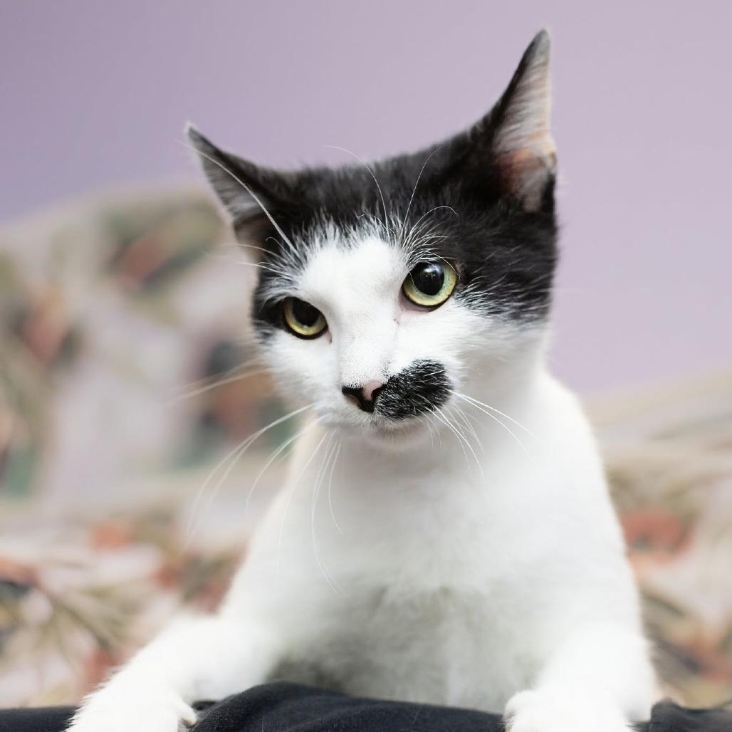 Enlarge Myrtle, a Adoptable Domestic Short Hair in Belleville, IL image 6/6