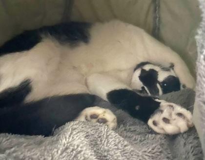 Tennille, Adoptable, Young Female Domestic Short Hair & Domestic Short Hair.