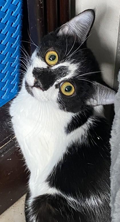 Enlarge Tennille, a Adoptable Domestic Short Hair in Encinitas, CA image 2/3