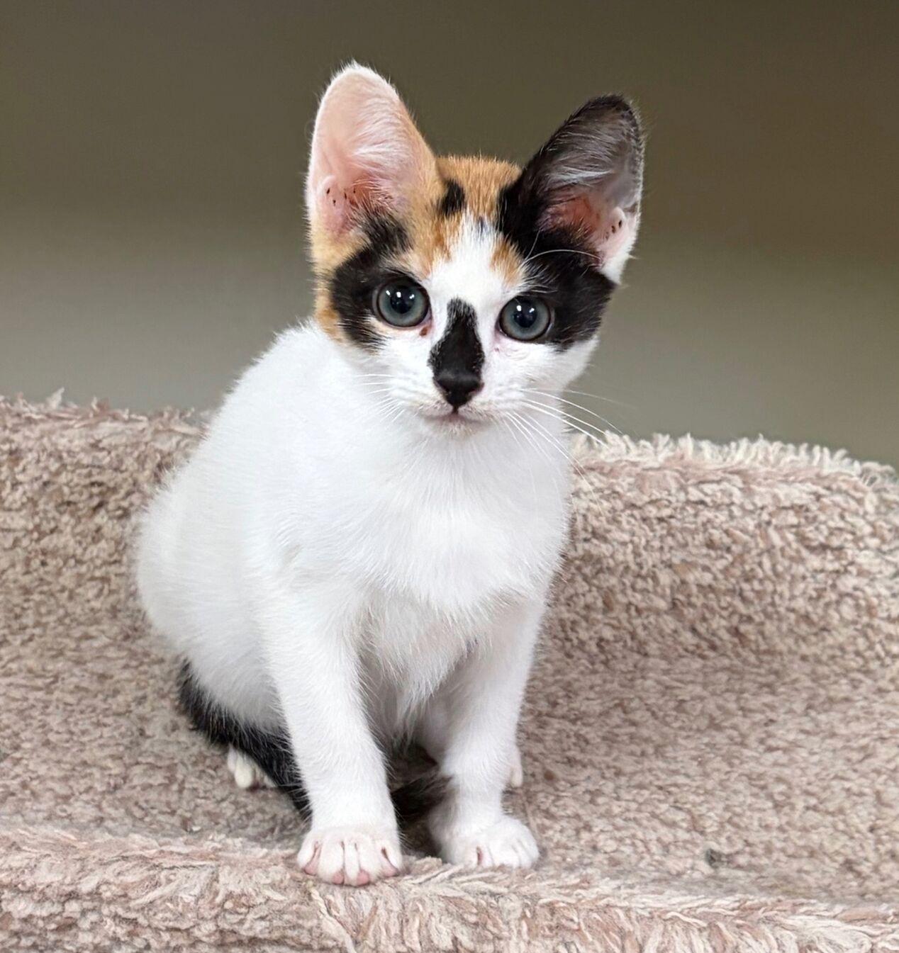 Bubbles, adopted, Kitten Female Calico.