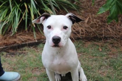 Drew, Adoptable, Adult Male American Bulldog & Mixed Breed.