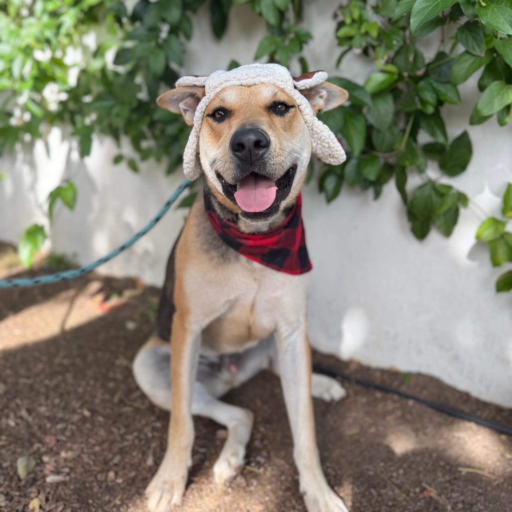 Enlarge Roy, a Adoptable mixed breed in Santa Barbara, CA image 1/6