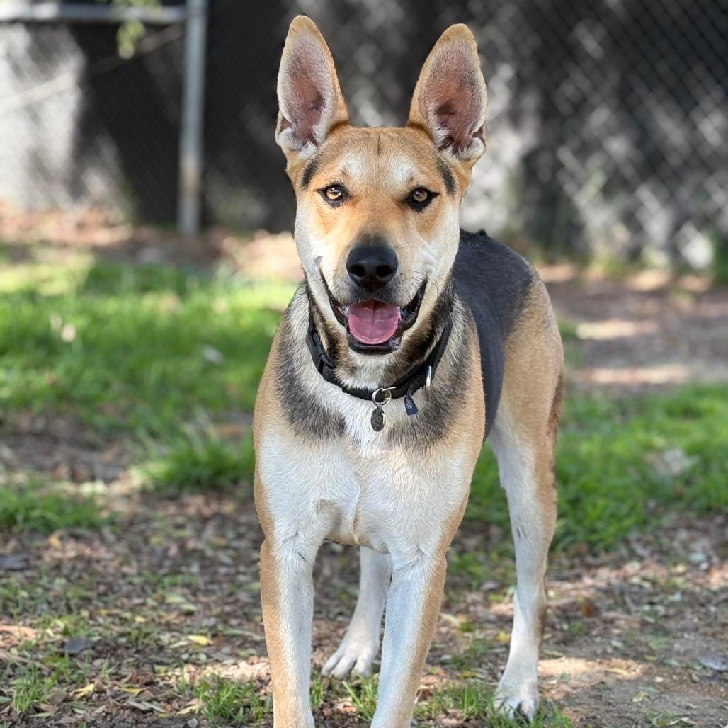 Enlarge Roy, a Adoptable mixed breed in Santa Barbara, CA image 3/6