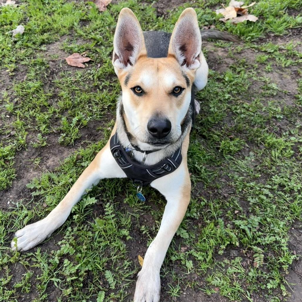 Enlarge Roy, a Adoptable mixed breed in Santa Barbara, CA image 5/6