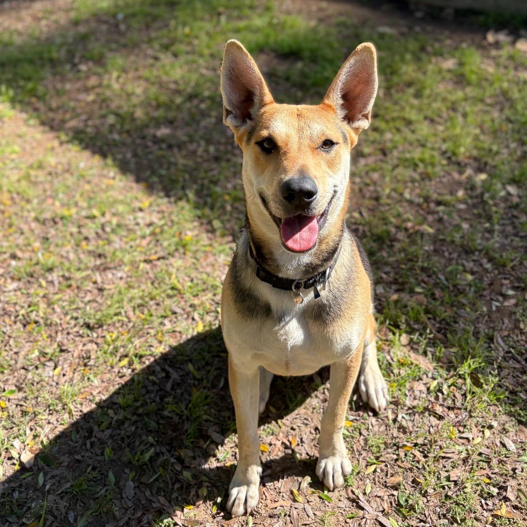 Enlarge Roy, a Adoptable mixed breed in Santa Barbara, CA image 6/6