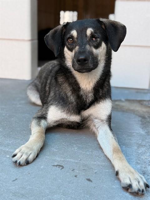 PIRATE PETE, Adoptable, Young Male German Shepherd Dog & Mixed Breed.