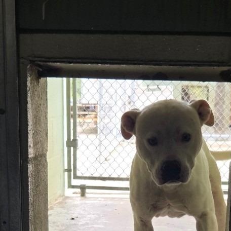 krypto, Adoptable, Young Male American Staffordshire Terrier.