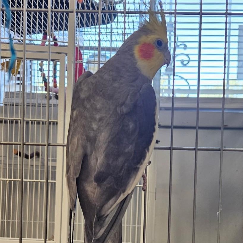 Enlarge Walter, a Adoptable Cockatiel in Lenexa, KS image 1/1