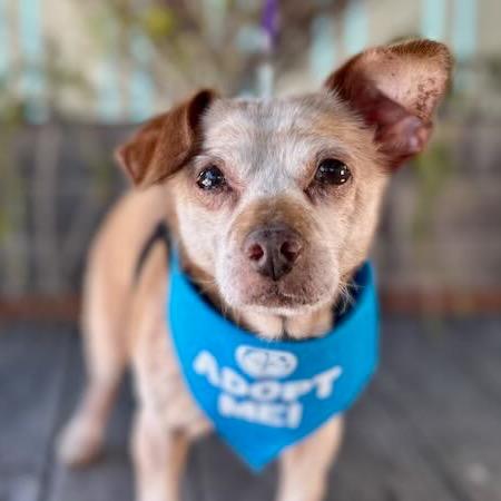 Otter, Adoptable, Senior Male Chihuahua & Mixed Breed.