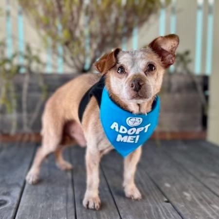 Enlarge Otter, a Adoptable mixed breed in Pacific Grove, CA image 4/6