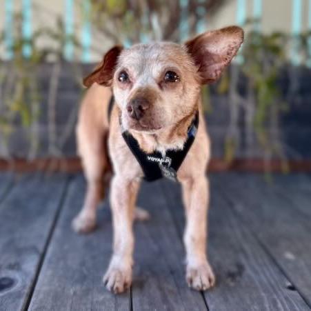 Enlarge Otter, a Adoptable mixed breed in Pacific Grove, CA image 6/6