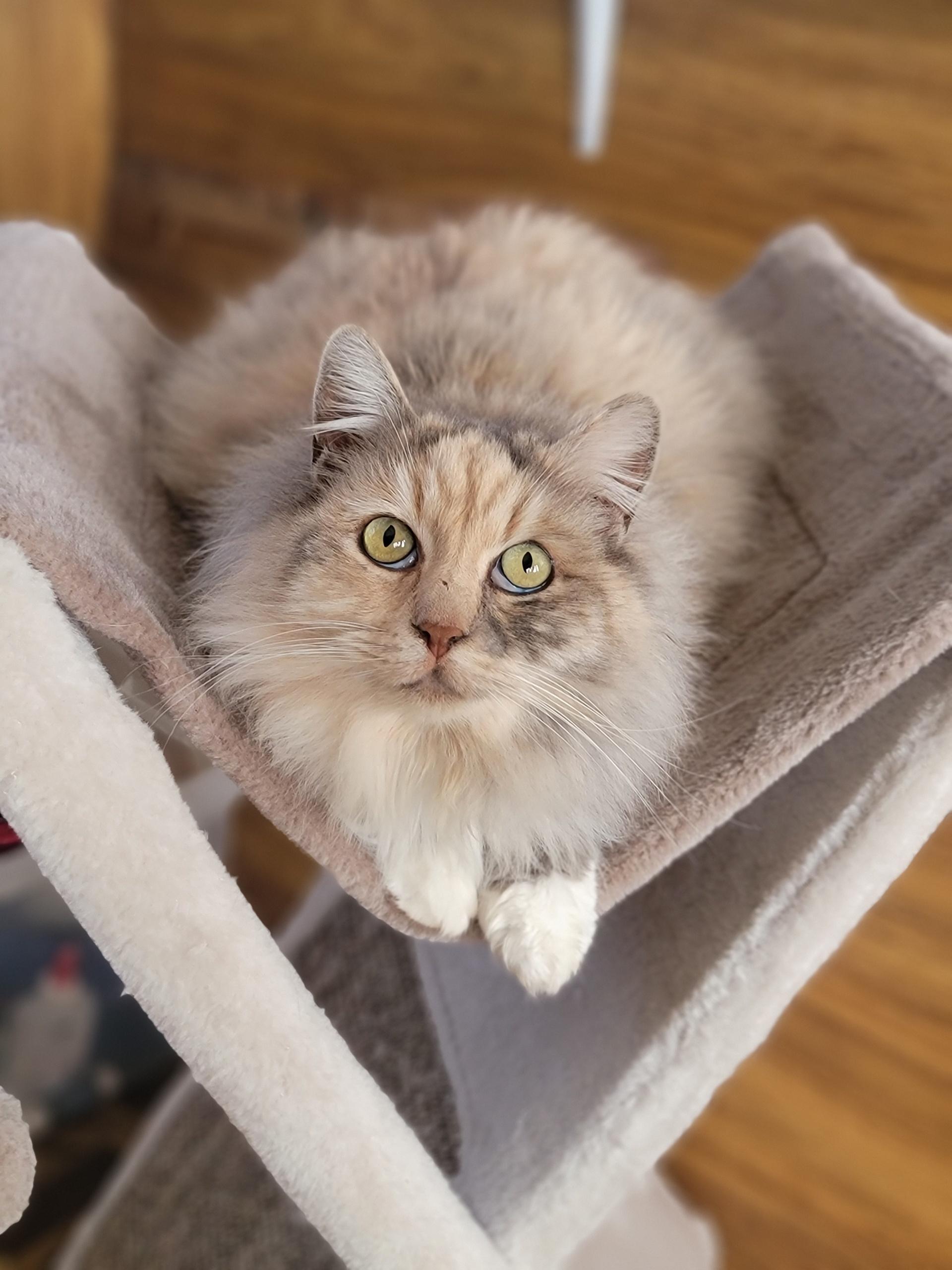 Enlarge Snowshoe, a ADOPTABLE Dilute Tortoiseshell in Washoe Valley, NV image 1/1