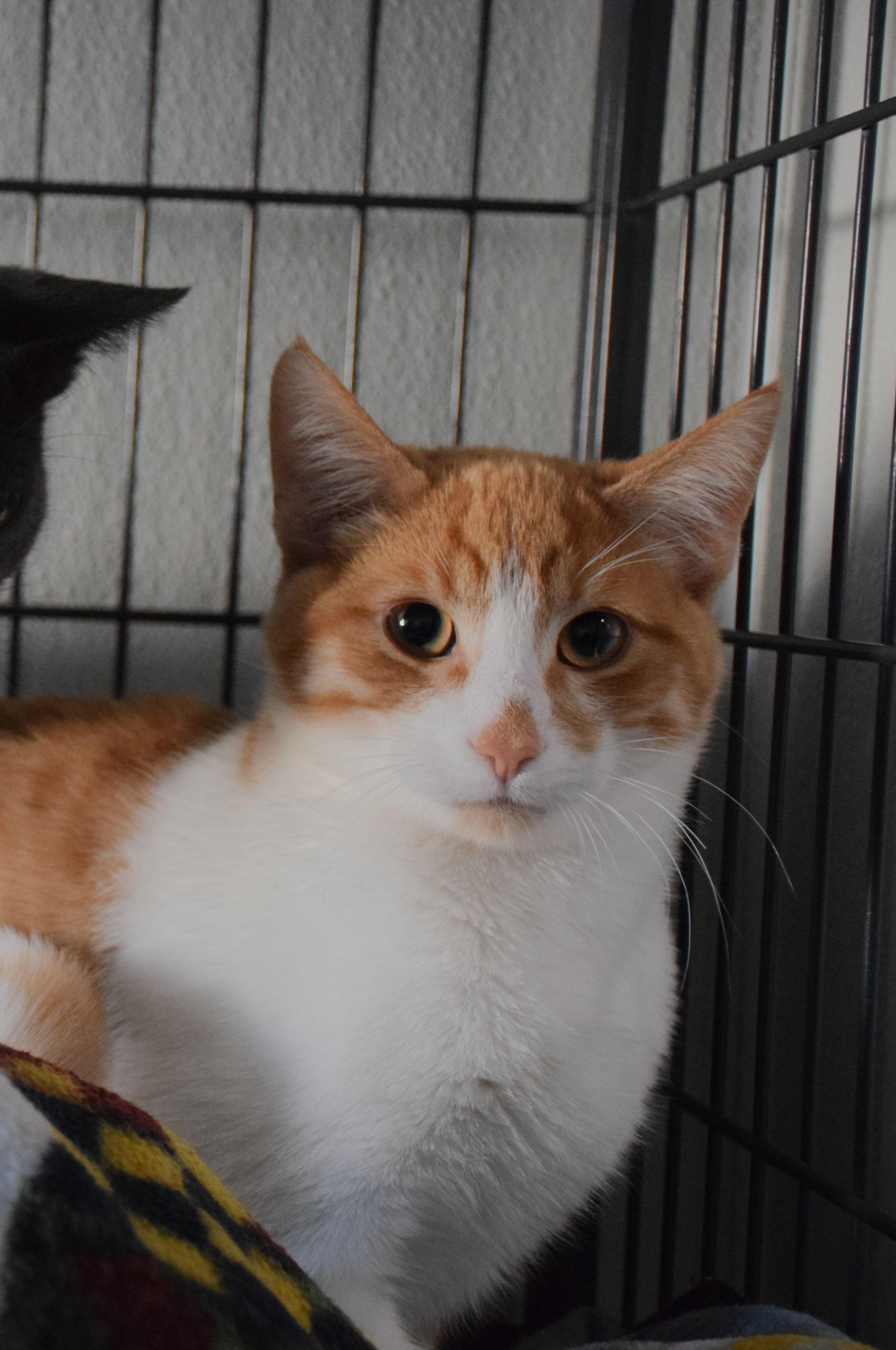 Elton, Adoptable, Young Male Domestic Short Hair.