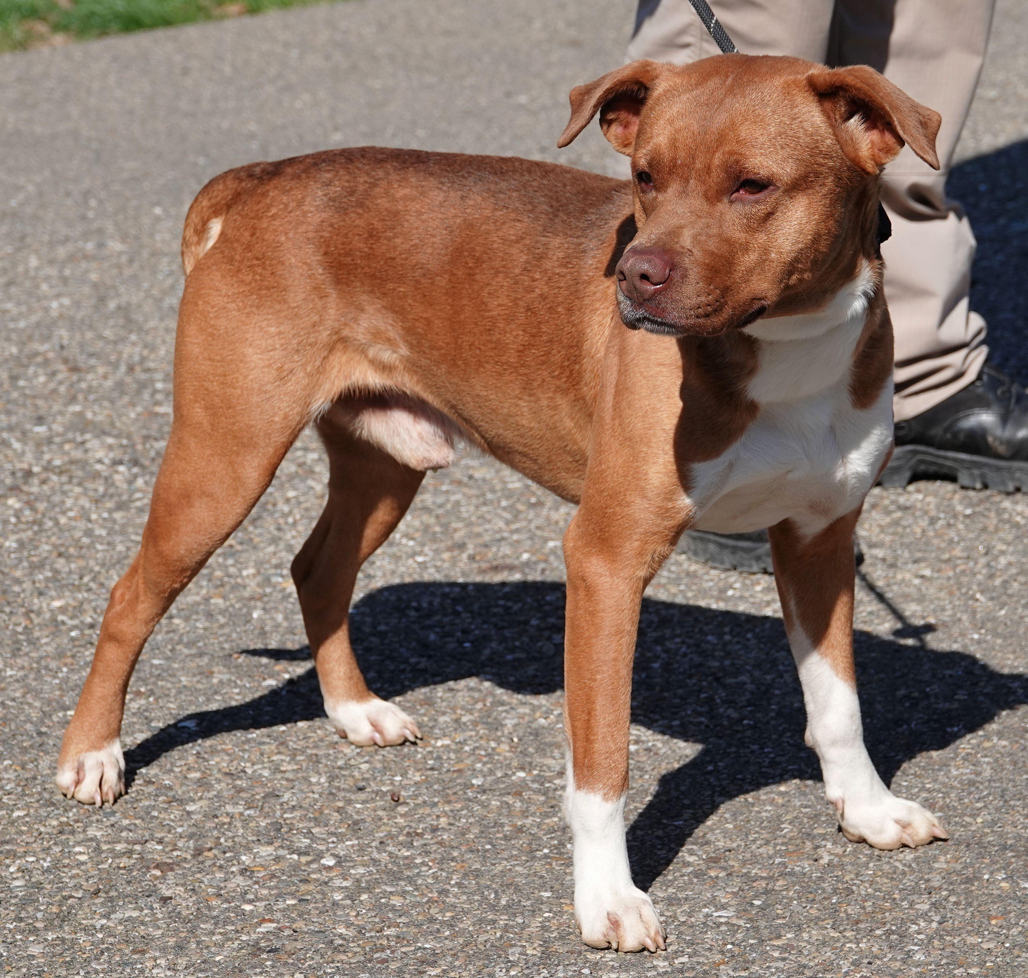 Enlarge Lex, a ADOPTABLE mixed breed in Millfield, OH image 4/4